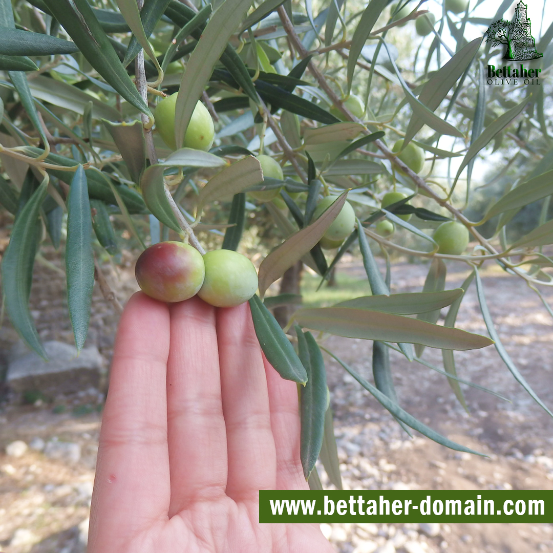 olive Tunisien